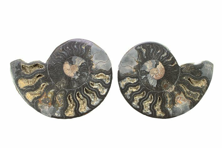 Cut & Polished Ammonite Fossil - Unusual Black Color #281343